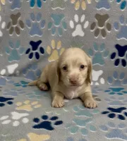 Longhair Charlie, a male Miniature Dachshund for sale in Fitzgerald, GA – 1 of 2