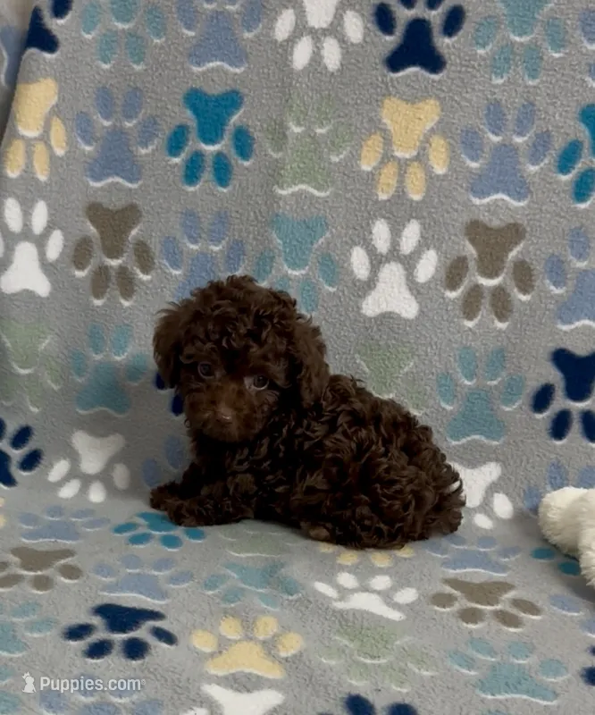 Rolo – Poodle - Toy  puppy for sale in Fitzgerald, GA