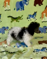 Rosey , a female Poodle - Toy  for sale in Fitzgerald, GA – 7 of 7