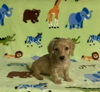 Longhair Diesel , a male Miniature Dachshund for sale in Fitzgerald, GA – 3 of 8