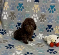 Rolo, a female Poodle - Toy  for sale in Fitzgerald, GA – 6 of 7