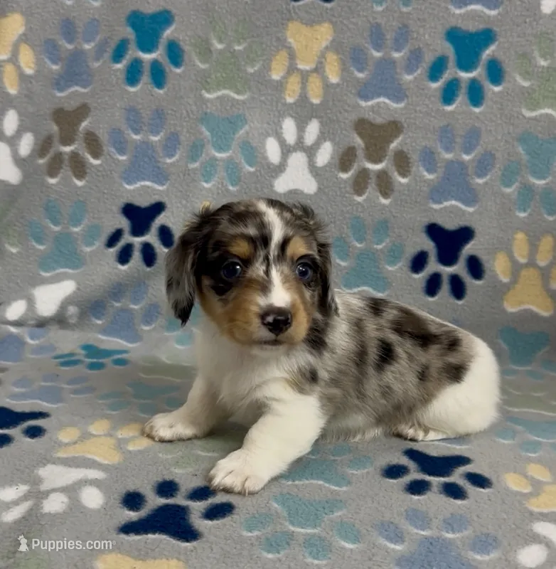 Longhair Dandy – Miniature Dachshund puppy for sale in Fitzgerald, GA