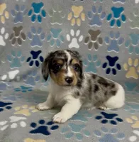 Longhair Dandy, a male Miniature Dachshund for sale in Fitzgerald, GA – 1 of 6