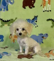 Royal, a male Maltipoo for sale in Fitzgerald, GA – 2 of 10