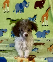 Rascal, a male Poodle - Toy  for sale in Fitzgerald, GA – 7 of 10