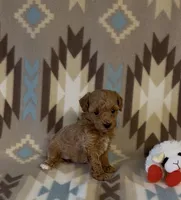 Precious, a female Poodle - Toy  for sale in Fitzgerald, GA – 5 of 7