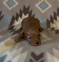 Pooh, a male Poodle - Toy  for sale in Fitzgerald, GA – 3 of 7