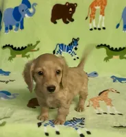 Longhair Diesel , a male Miniature Dachshund for sale in Fitzgerald, GA – 5 of 8