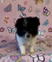 Kenya, a female Pomapoo for sale in Fitzgerald, GA – 4 of 7