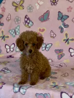 Precious, a female Poodle - Toy  for sale in Fitzgerald, GA – 5 of 6