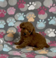 Fancy, a female Poodle - Toy  for sale in Fitzgerald, GA – 6 of 6