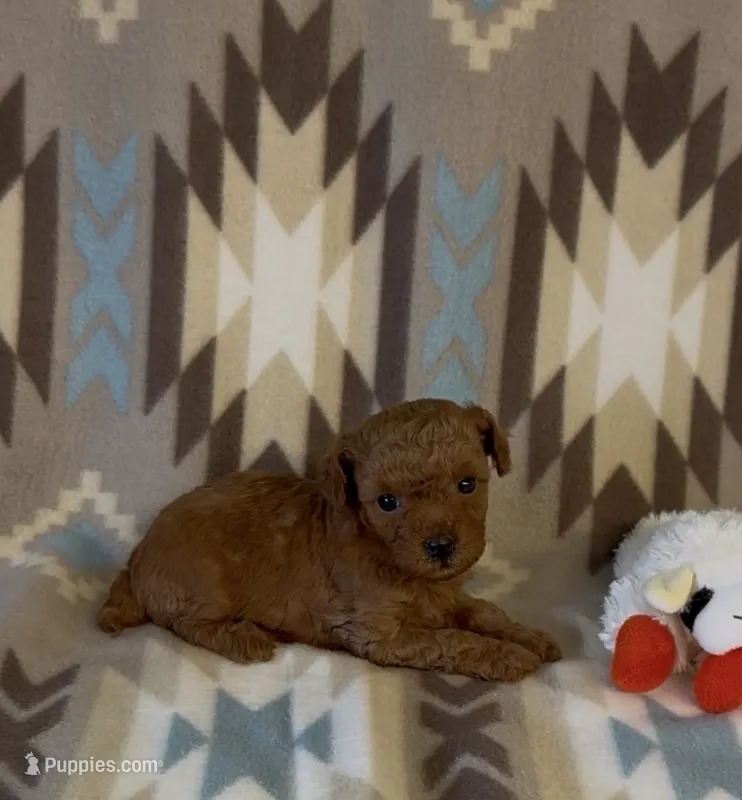 Pixie – Poodle - Toy  puppy for sale in Fitzgerald, GA