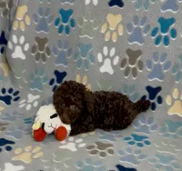 Rolo, a female Poodle - Toy  for sale in Fitzgerald, GA – 5 of 7