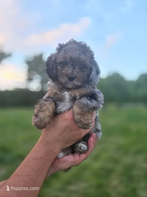 Caramel – Miniature Aussiedoodle puppy for sale in Plymouth, ME
