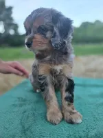 Big Bertha, a female Miniature Aussiedoodle for sale in Plymouth, ME – 2 of 6