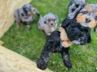 Big Bertha, a female Miniature Aussiedoodle for sale in Plymouth, ME – 5 of 6