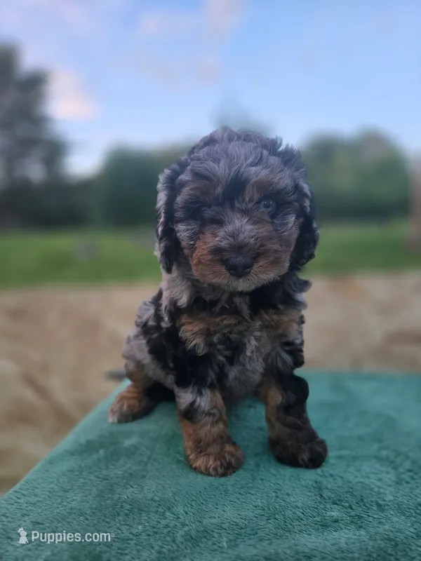 Mocha – Miniature Aussiedoodle puppy for sale in Plymouth, ME