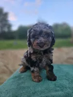 Mocha, a female Miniature Aussiedoodle for sale in Plymouth, ME – 1 of 1