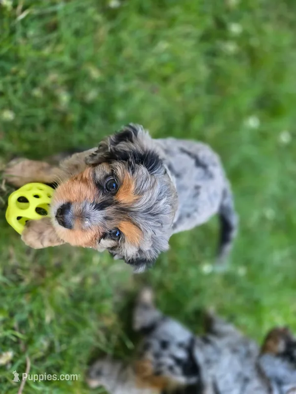 Big Bertha – Miniature Aussiedoodle puppy for sale in Plymouth, ME
