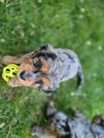 Big Bertha, a female Miniature Aussiedoodle for sale in Plymouth, ME – 1 of 6