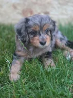 Big Bertha, a female Miniature Aussiedoodle for sale in Plymouth, ME – 3 of 6