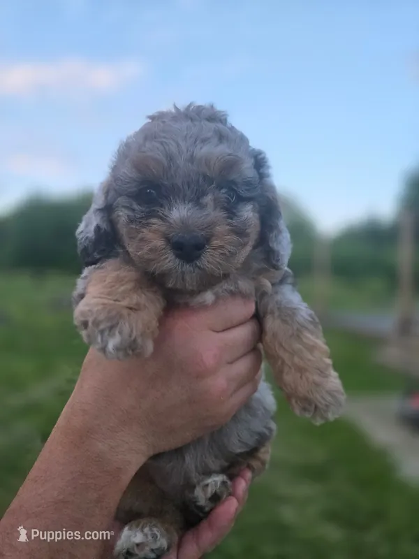 Little Bitty – Miniature Aussiedoodle puppy for sale in Plymouth, ME