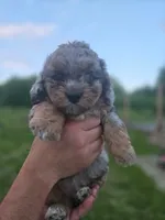 Little Bitty, a female Miniature Aussiedoodle for sale in Plymouth, ME – 1 of 1