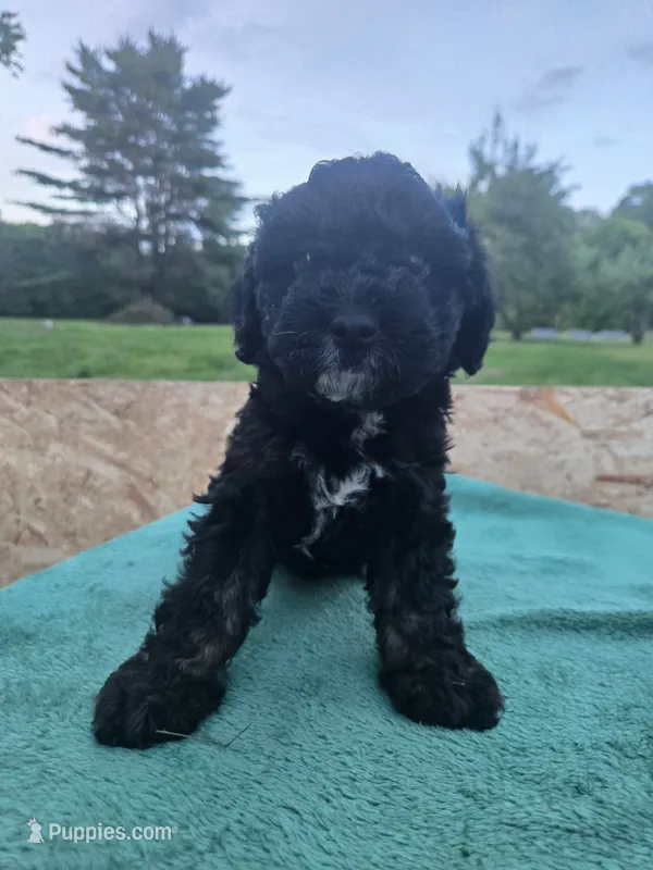 Smooch – Miniature Aussiedoodle puppy for sale in Plymouth, ME