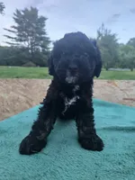 Smooch, a male Miniature Aussiedoodle for sale in Plymouth, ME – 1 of 1