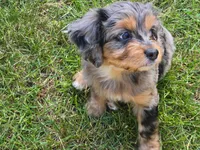 Big Bertha, a female Miniature Aussiedoodle for sale in Plymouth, ME – 6 of 6