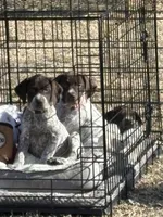 White collar, a female German Shorthaired Pointer for sale in Disputanta, VA – Photo 6 of 6