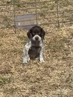 White collar, a female German Shorthaired Pointer for sale in Disputanta, VA – Photo 2 of 6