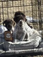 White collar, a female German Shorthaired Pointer for sale in Disputanta, VA – Photo 1 of 6