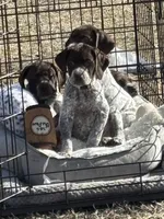 White collar, a female German Shorthaired Pointer for sale in Disputanta, VA – Photo 4 of 6