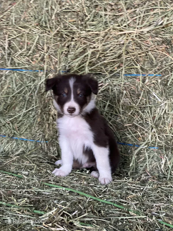 Red white tri abca – Border Collie puppy for sale in Comfort, TX