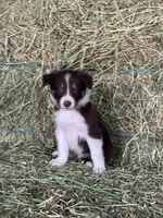 Red white tri abca, a male Border Collie for sale in Comfort, TX – 1 of 2