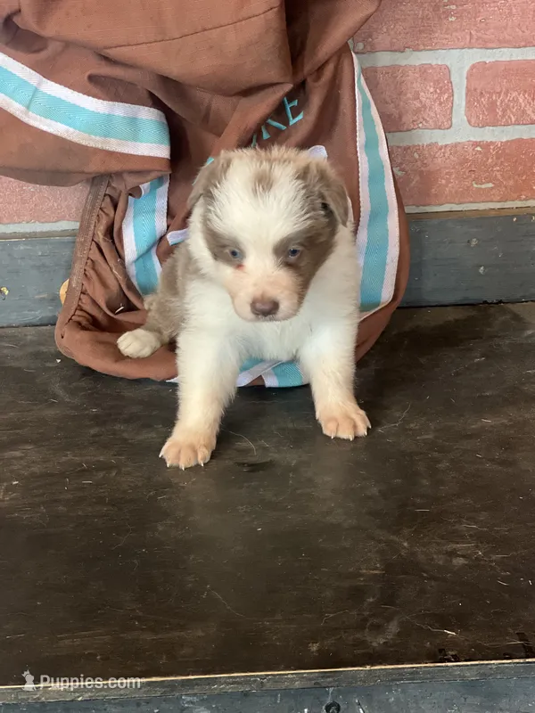 Lila ABCA sport – Border Collie puppy for sale in Comfort, TX