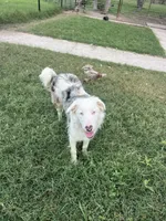 Patches, a male Border Collie for sale in Comfort, TX – 2 of 4