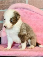 Lilac ABCA , a male Border Collie for sale in Comfort, TX – 2 of 2