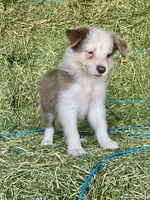 Lilac ABCA , a female Border Collie for sale in Comfort, TX – 7 of 7