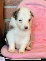 Lilac ABCA , a female Border Collie for sale in Comfort, TX – 3 of 7
