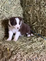 Red white ABCA , a male Border Collie for sale in Comfort, TX – 5 of 8