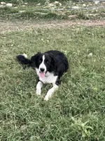 BART , a male Border Collie for sale in Comfort, TX – 2 of 4