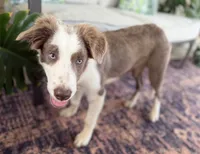 Nars-Lilac ABCA, a male Border Collie for sale in Comfort, TX – 10 of 10
