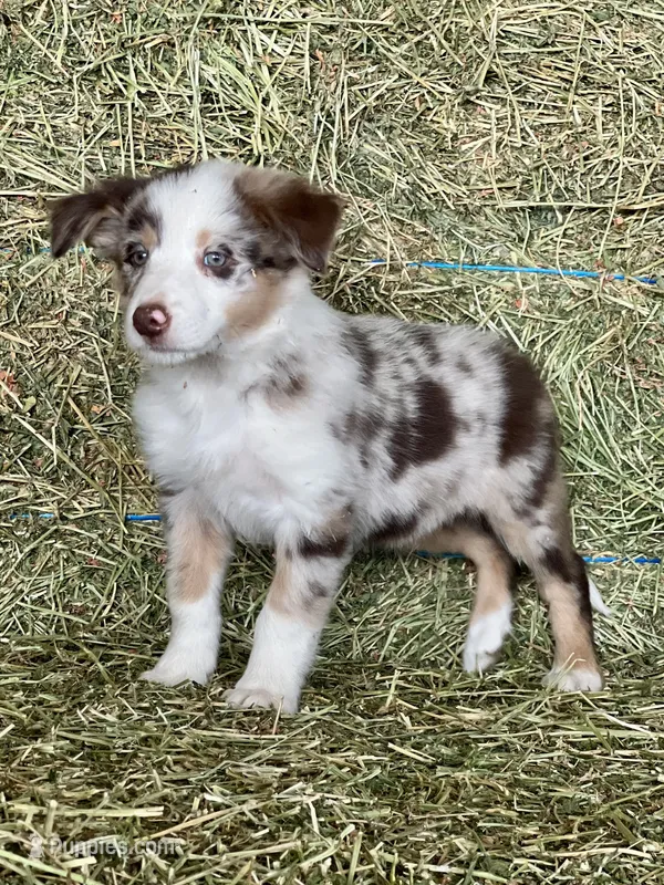 Red Merle tri ABCA  – Border Collie puppy for sale in Comfort, TX