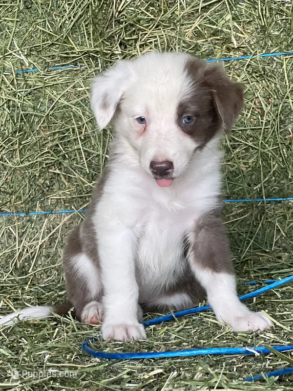 Lilac ABCA  – Border Collie puppy for sale in Comfort, TX