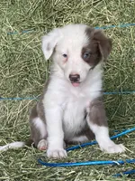 Lilac ABCA , a male Border Collie for sale in Comfort, TX – 1 of 4