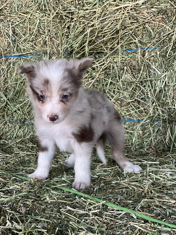Red Merle ABCA  – Border Collie puppy for sale in Comfort, TX