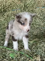 Red Merle ABCA , a female Border Collie for sale in Comfort, TX – 3 of 3