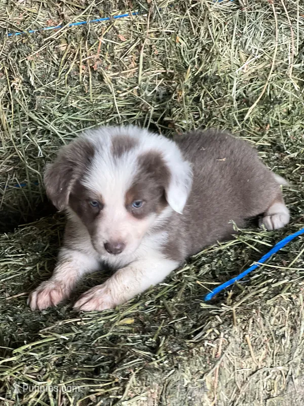 Lilac tri ABCA sport – Border Collie puppy for sale in Comfort, TX